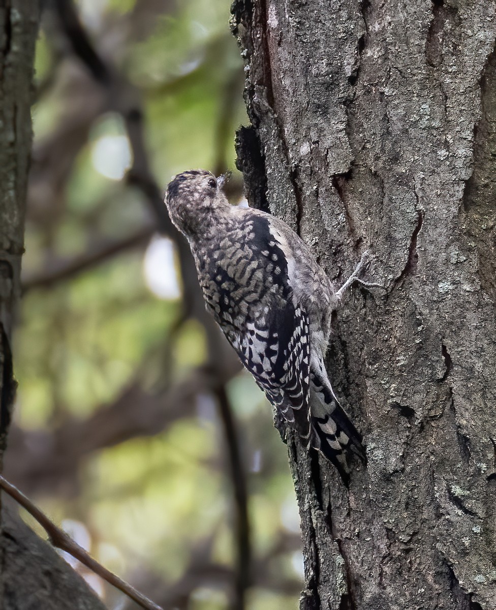 Yellow-bellied Sapsucker - ML376721761