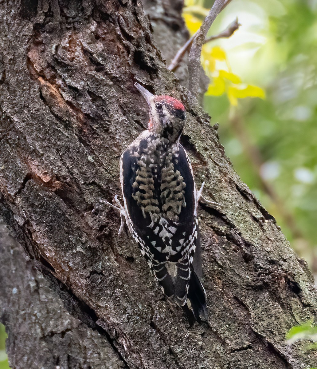 Yellow-bellied Sapsucker - ML376721771