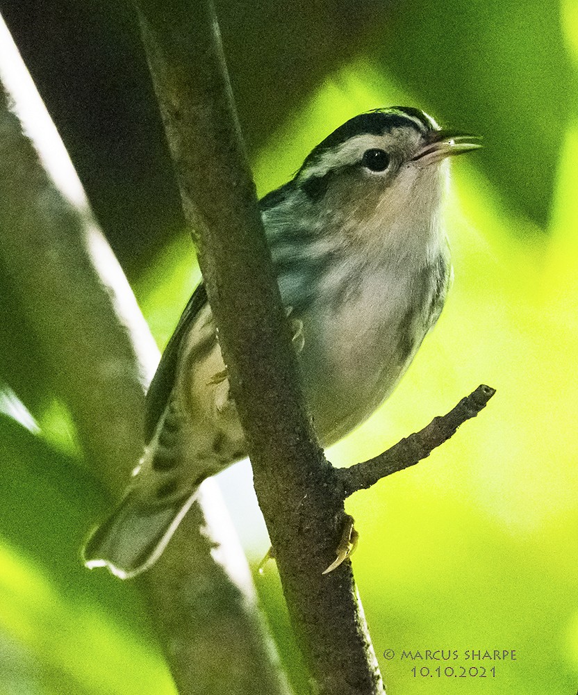 Black-and-white Warbler - ML376723111