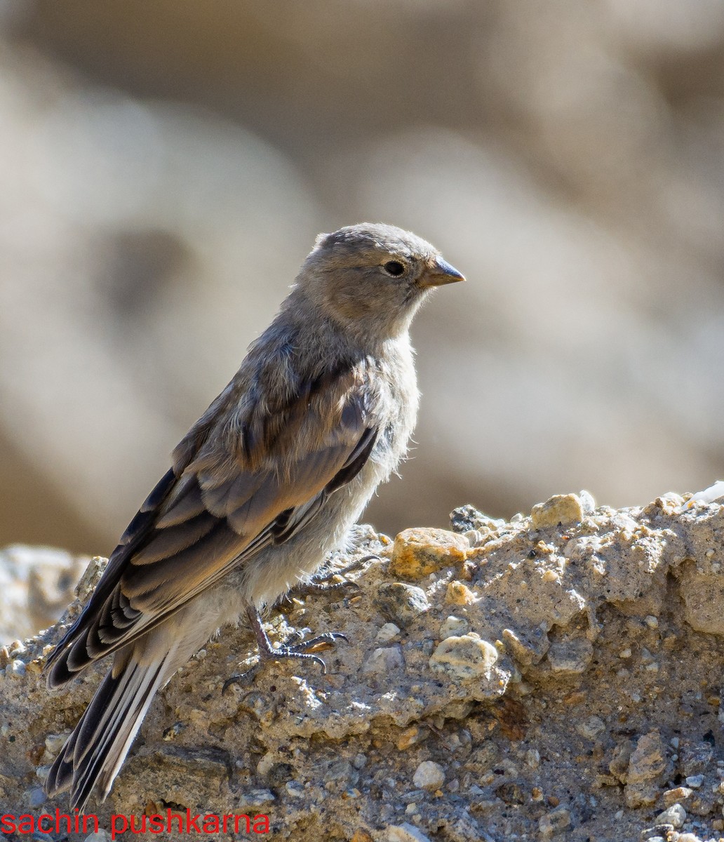 Black-headed Mountain Finch - ML376727531