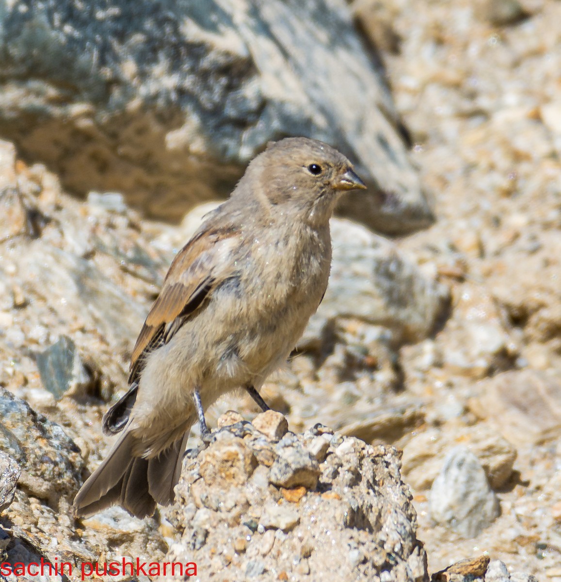 Black-headed Mountain Finch - ML376727571