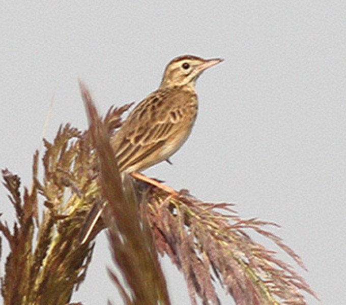 Richard's Pipit - ML37672761