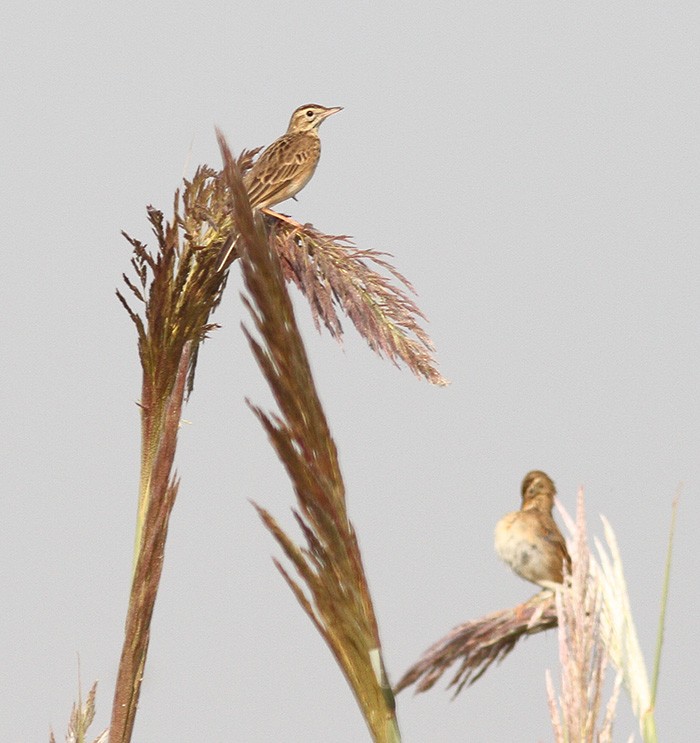 פפיון ארך-רגליים - ML37672771