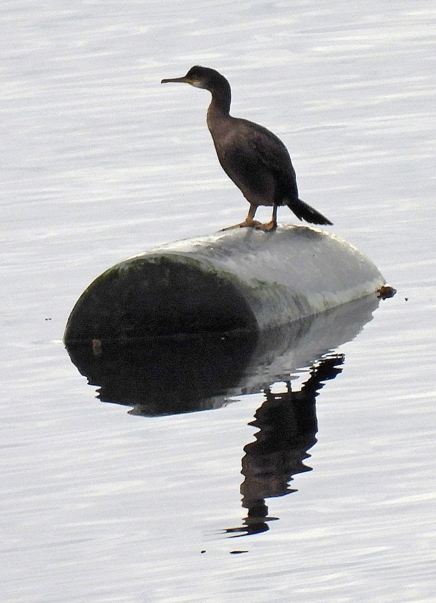 European Shag - ML376728581
