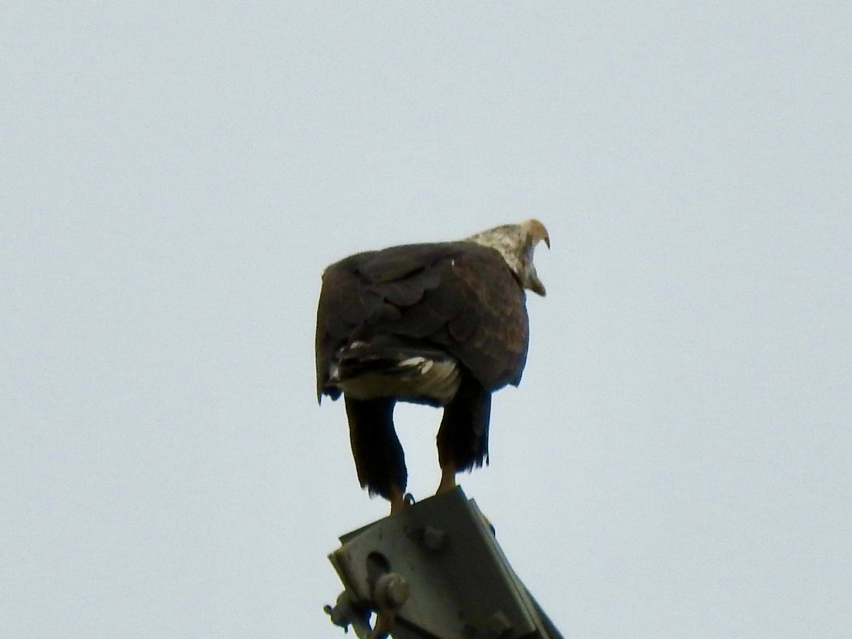 Weißkopf-Seeadler - ML376728821