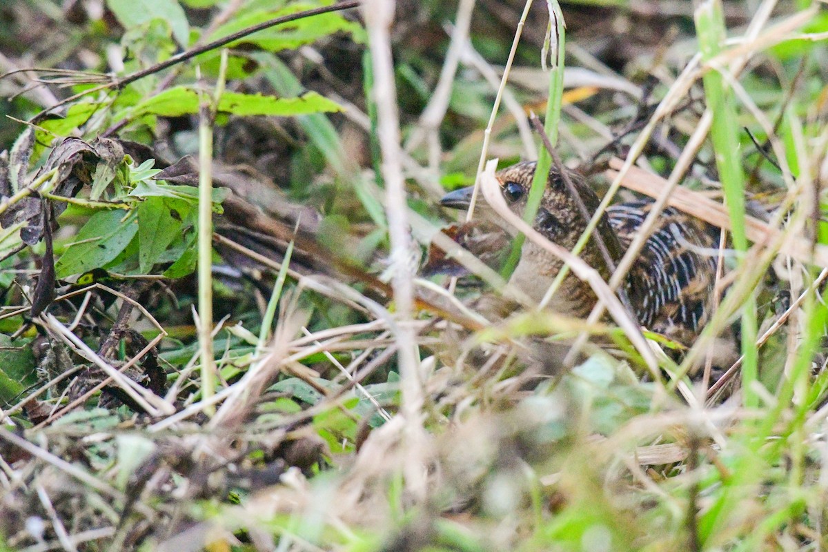 Yellow Rail - ML376730561