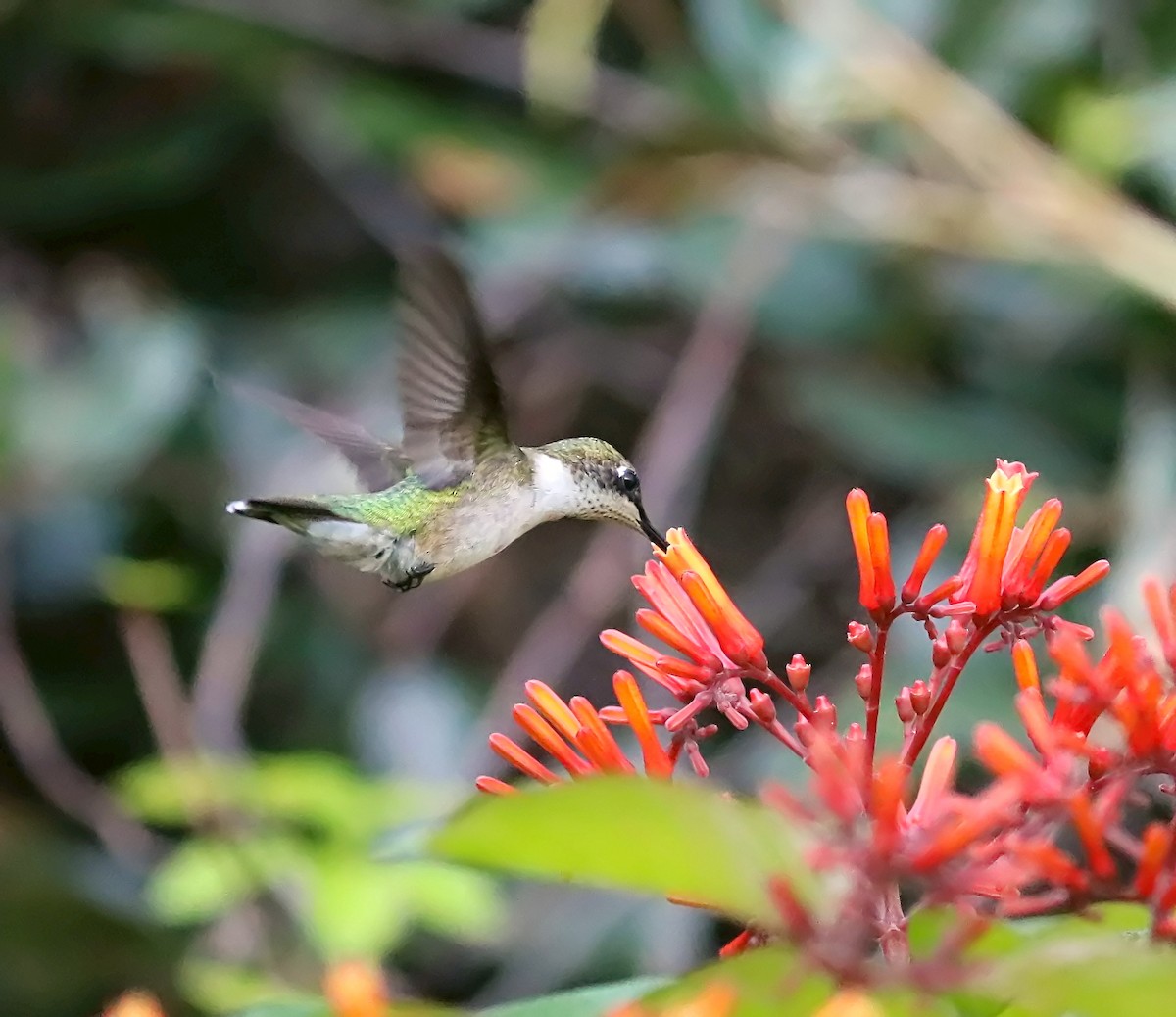 Ruby-throated Hummingbird - Roberta Blair