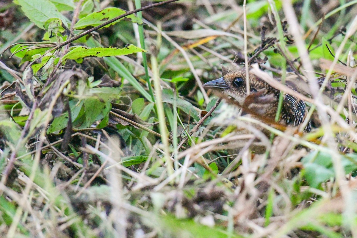 Yellow Rail - ML376730611