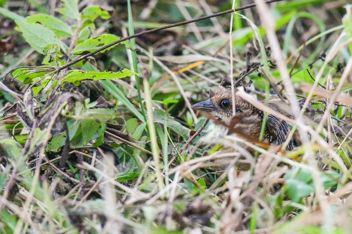 Yellow Rail - ML376730631