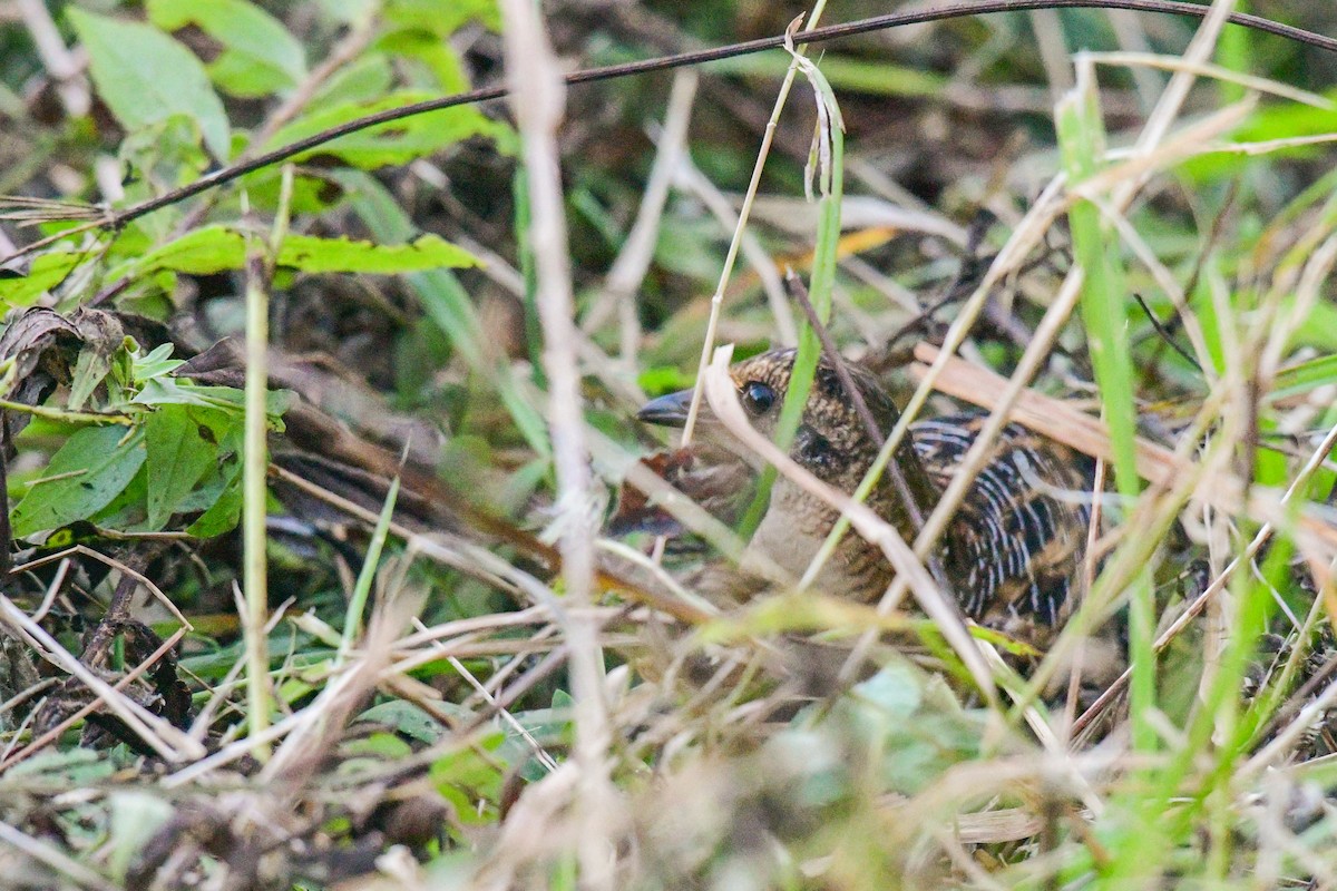 Yellow Rail - ML376730641