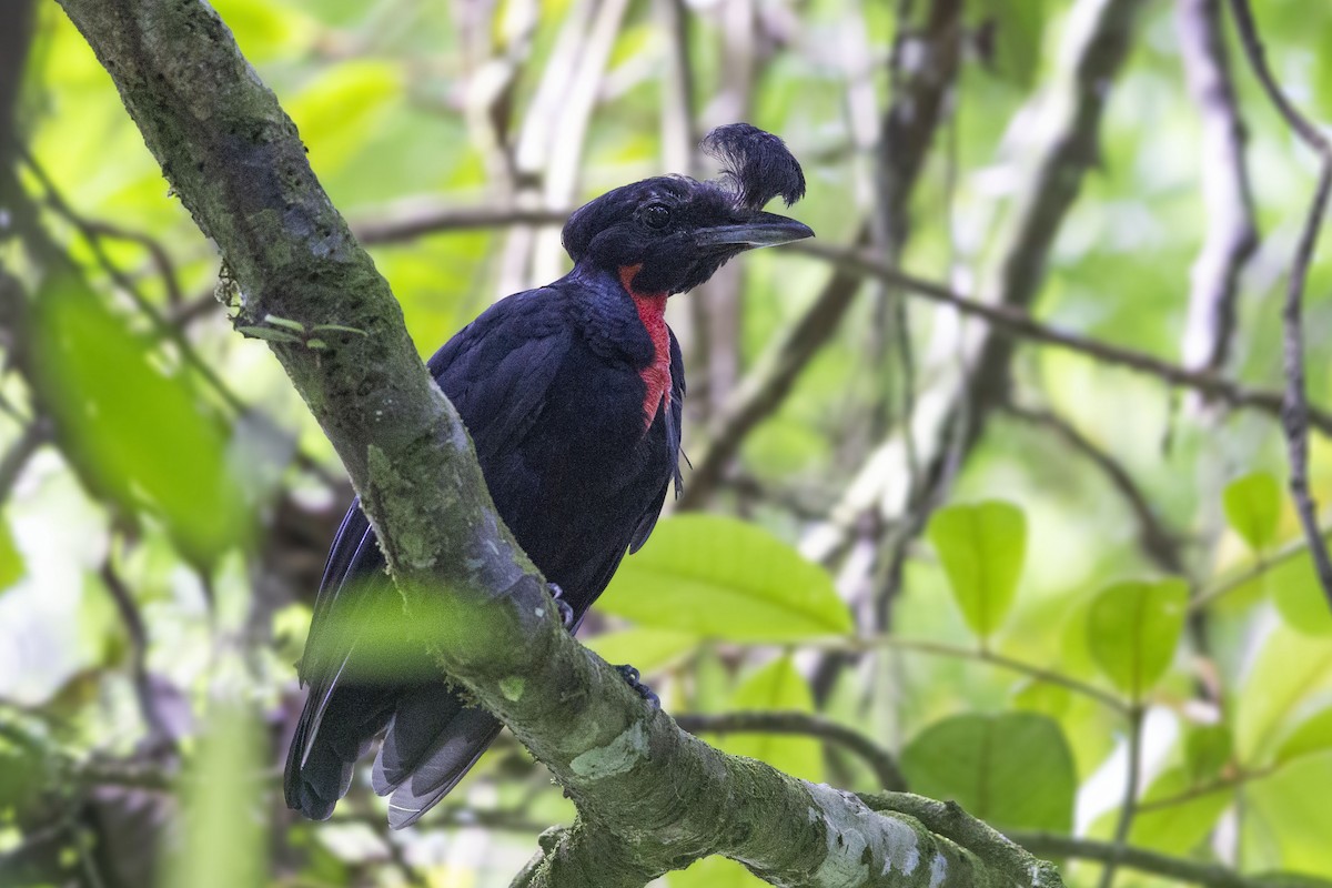 Bare-necked Umbrellabird - ML376730971