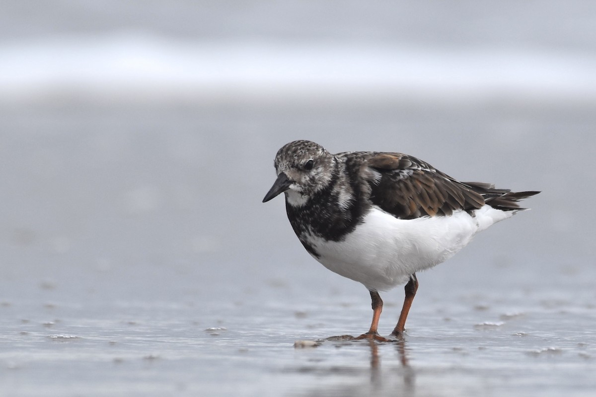 Ruddy Turnstone - ML376731631