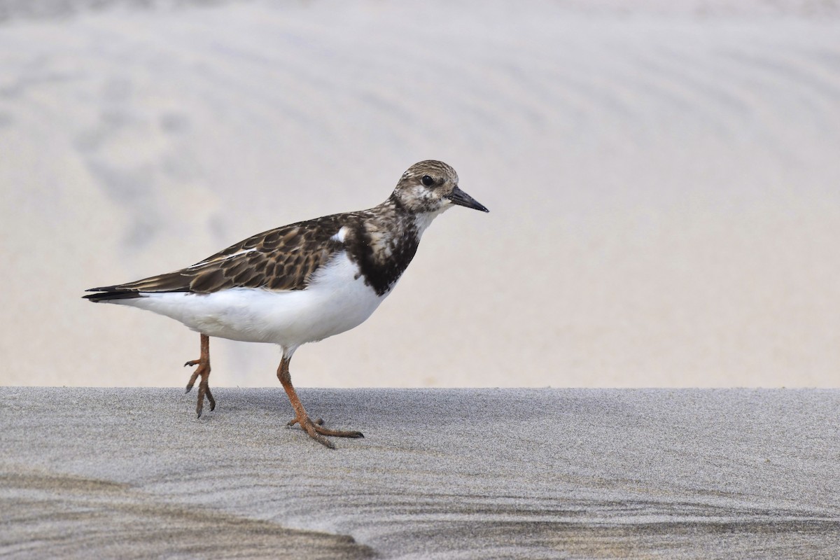 Ruddy Turnstone - Alyssa Nowicki