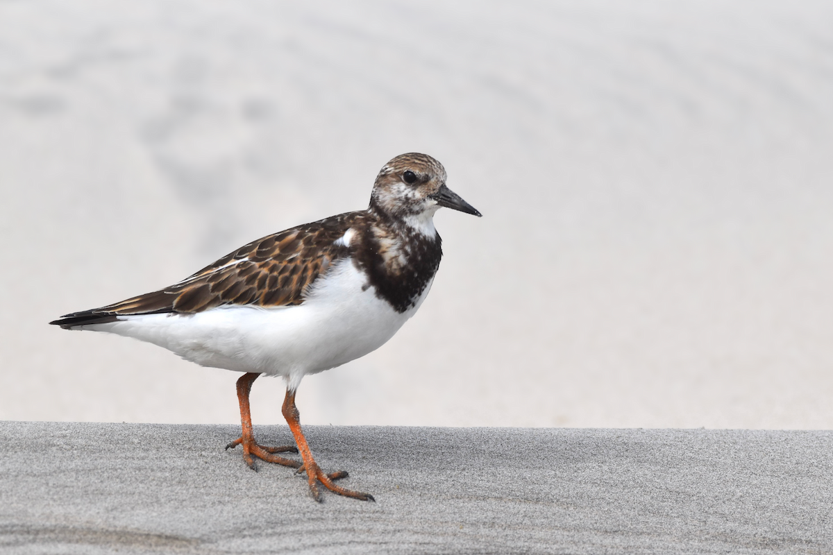 Ruddy Turnstone - ML376731771