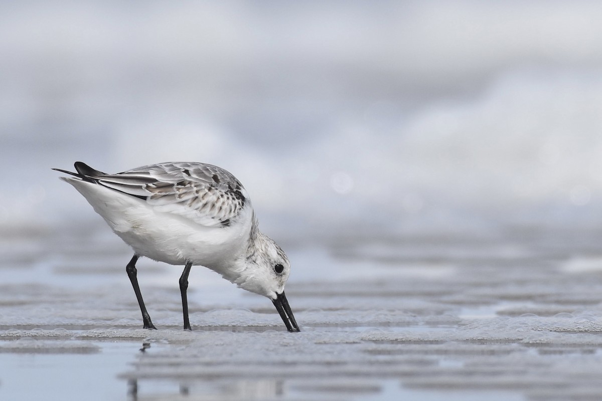 Sanderling - ML376731831