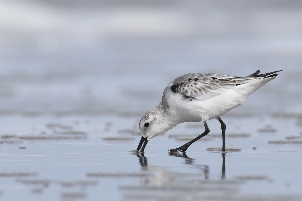 Sanderling - ML376731841