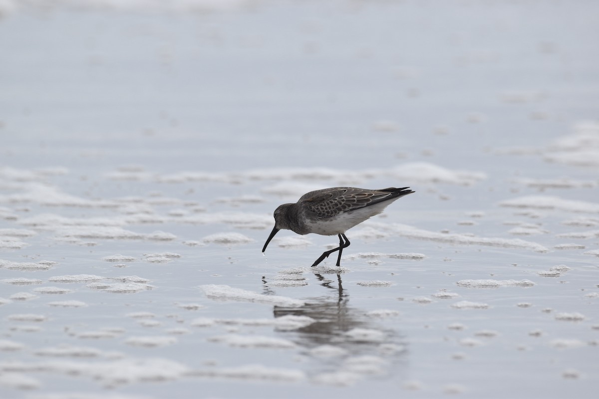 Dunlin (hudsonia) - ML376731941