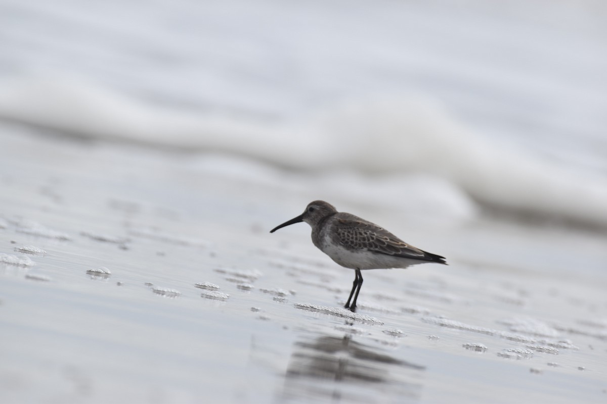Dunlin (hudsonia) - ML376731951