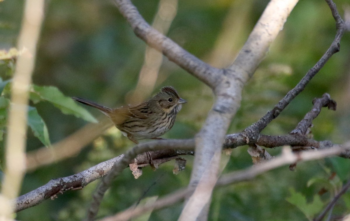 Lincoln's Sparrow - ML376732331