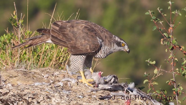 Eurasian Goshawk - ML376732571