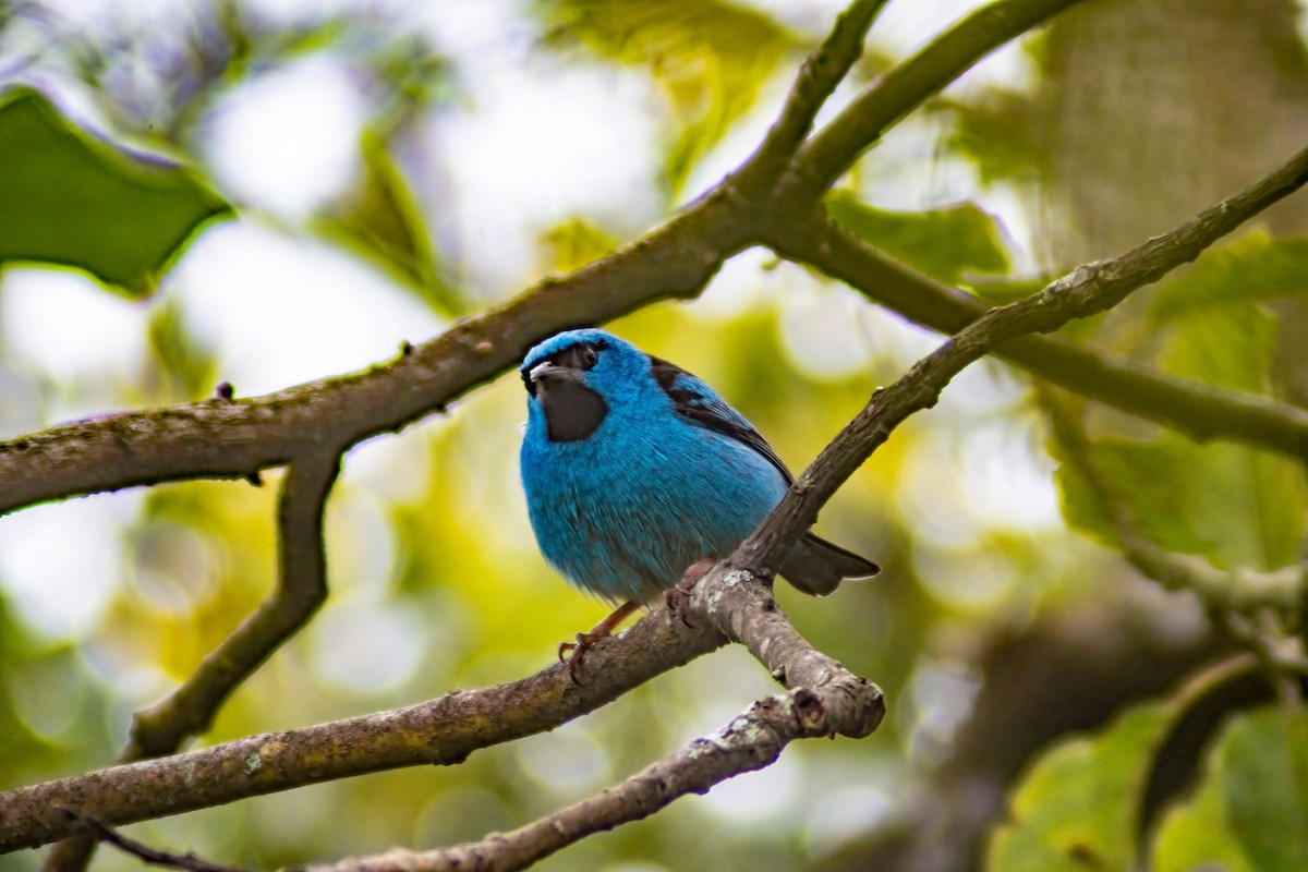 Blue Dacnis - ML376733451