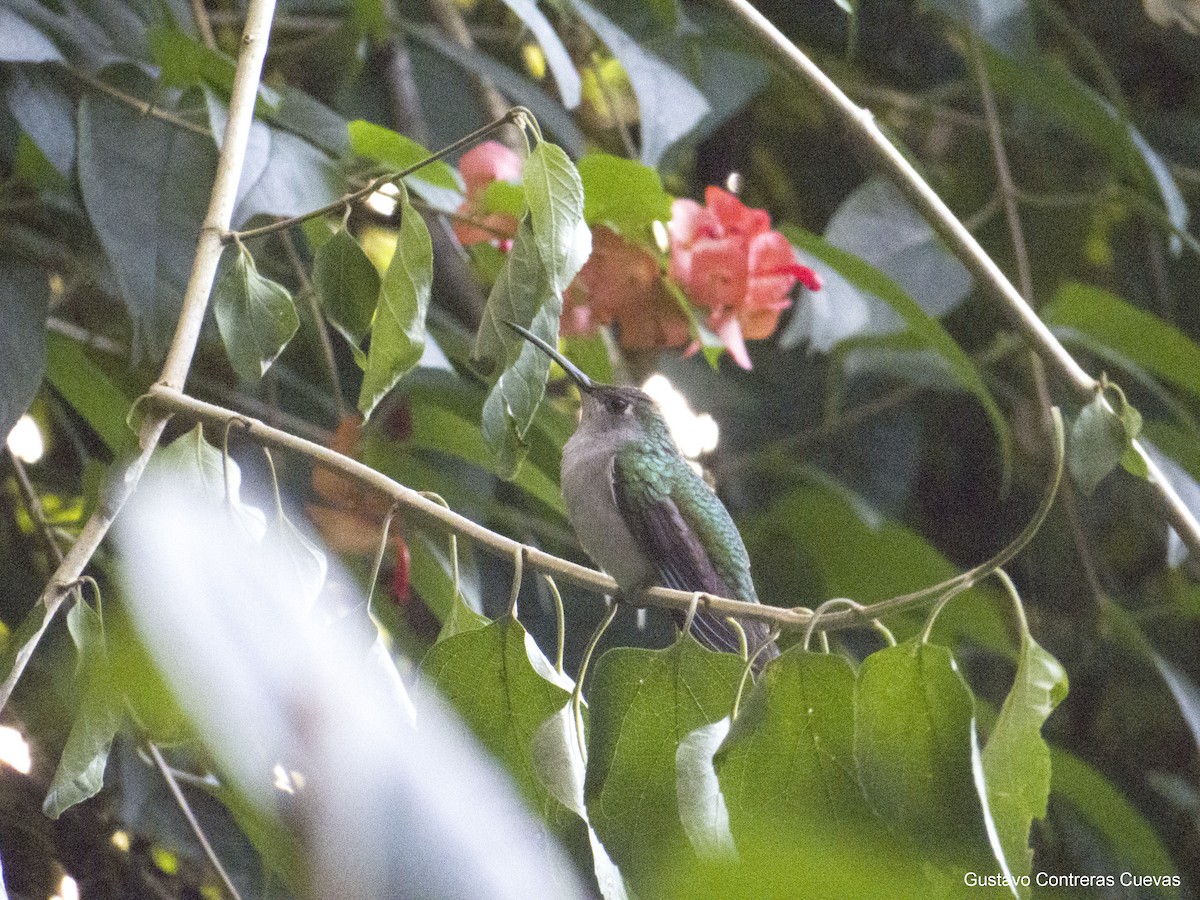 Wedge-tailed Sabrewing (Curve-winged) - ML376733491