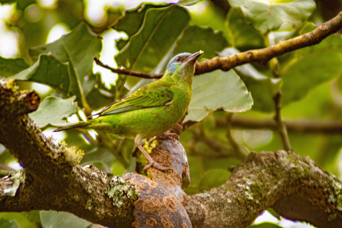 Blue Dacnis - ML376733531