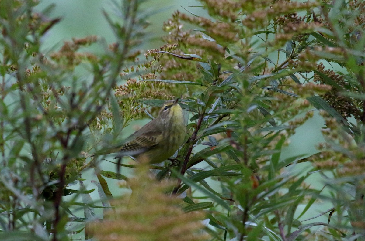 Reinita Palmera (hypochrysea) - ML376733731