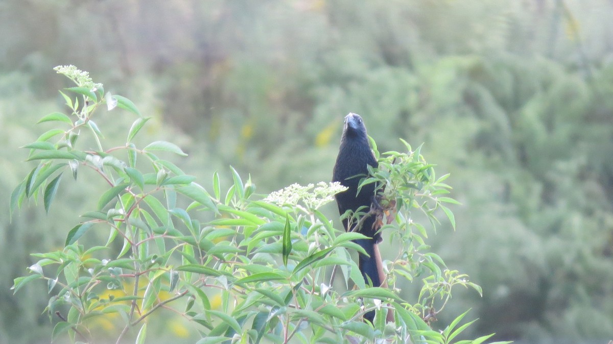 Groove-billed Ani - Brian Johnston