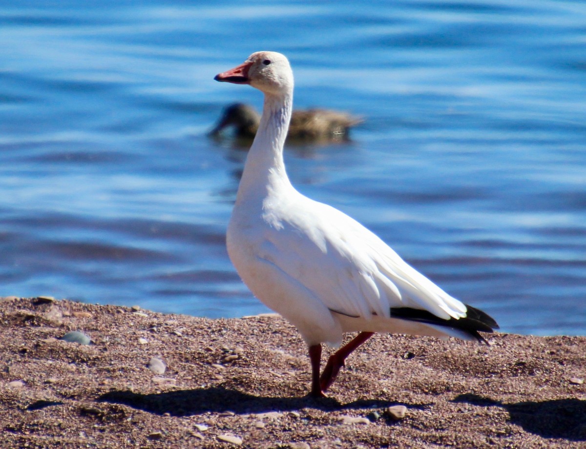 Snow Goose - ML376737091
