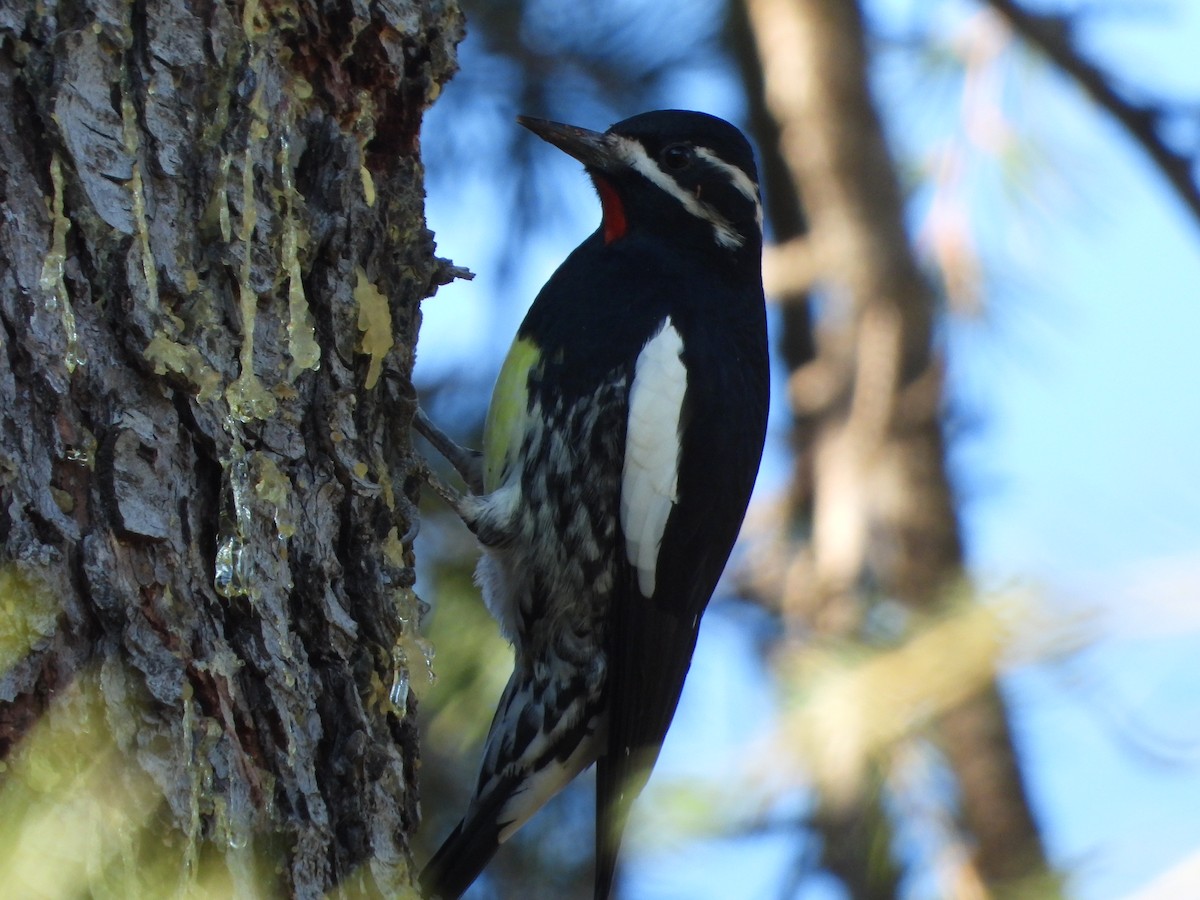 Williamson's Sapsucker - ML376737321