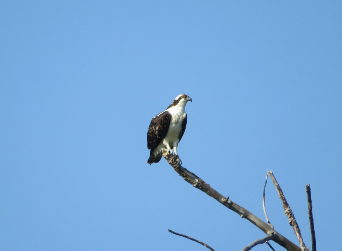 Скопа - ML376737411