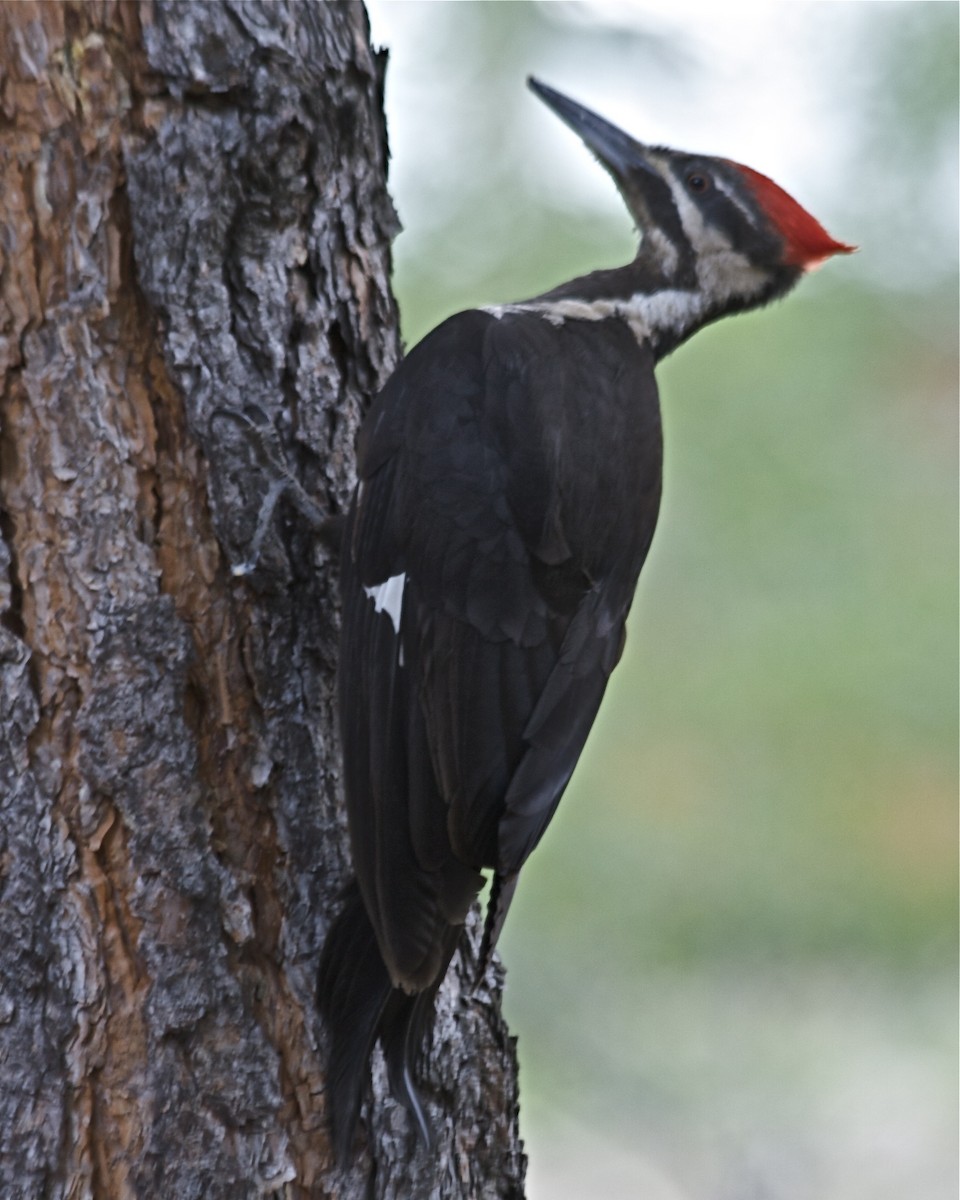 Pileated Woodpecker - Tom McIntosh