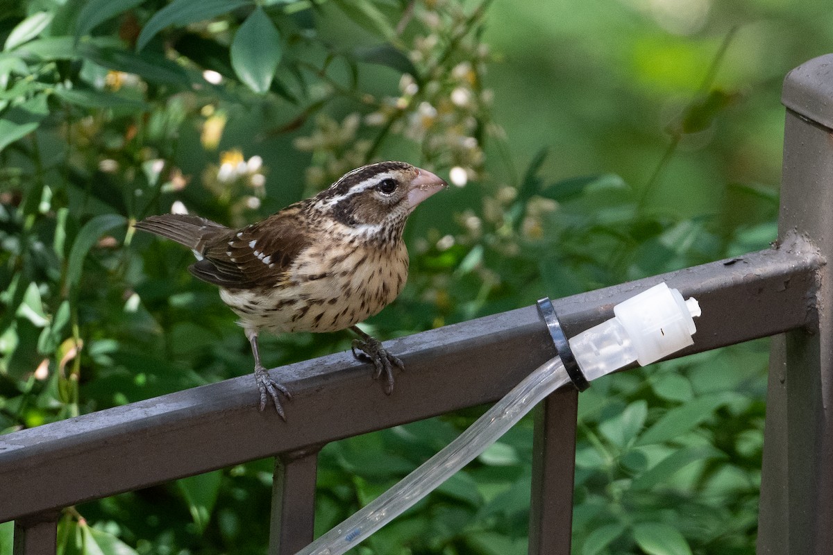 Rose-breasted Grosbeak - Suzie McCann