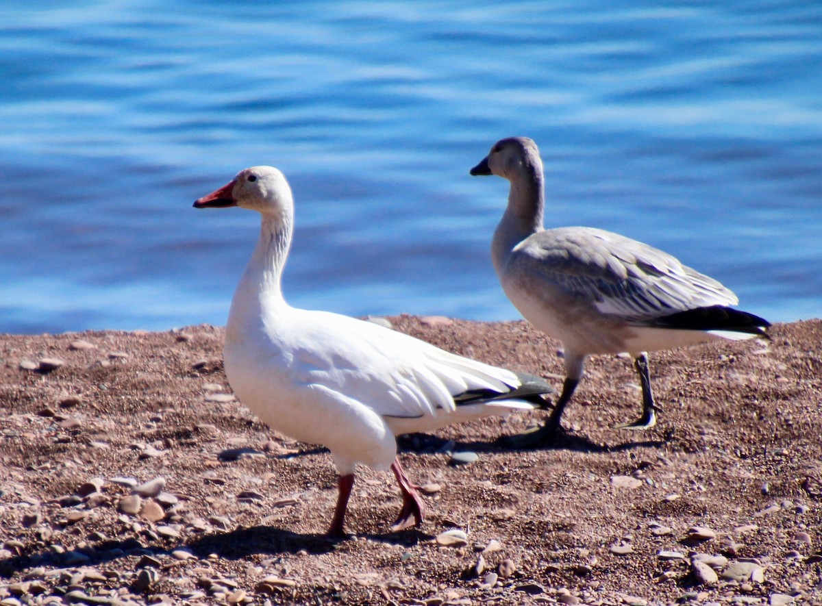 Snow Goose - ML376738391