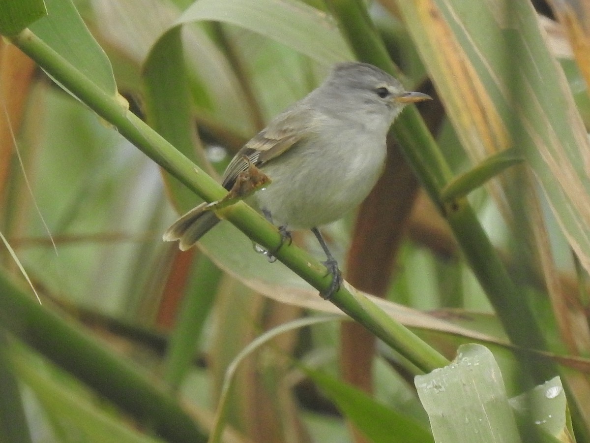 Southern Beardless-Tyrannulet - ML376739021