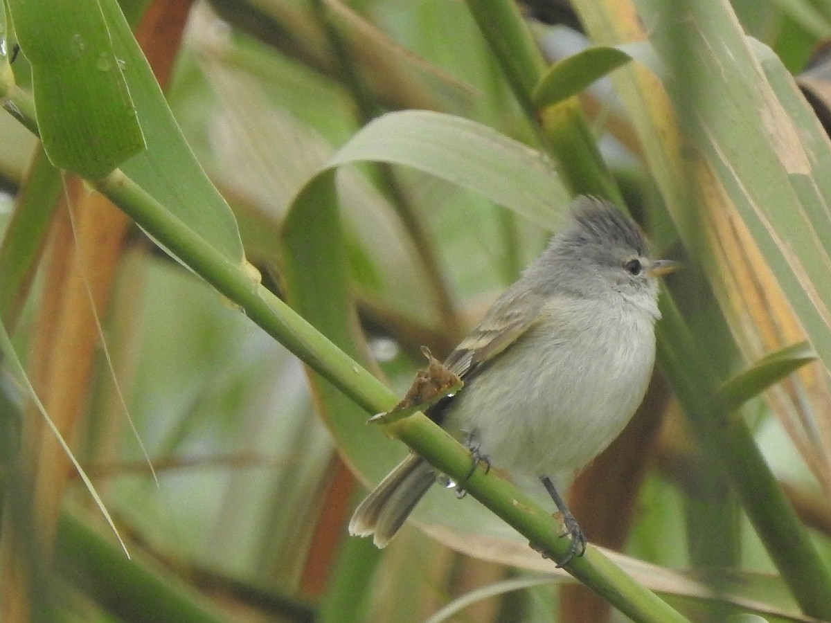 Southern Beardless-Tyrannulet - ML376739101