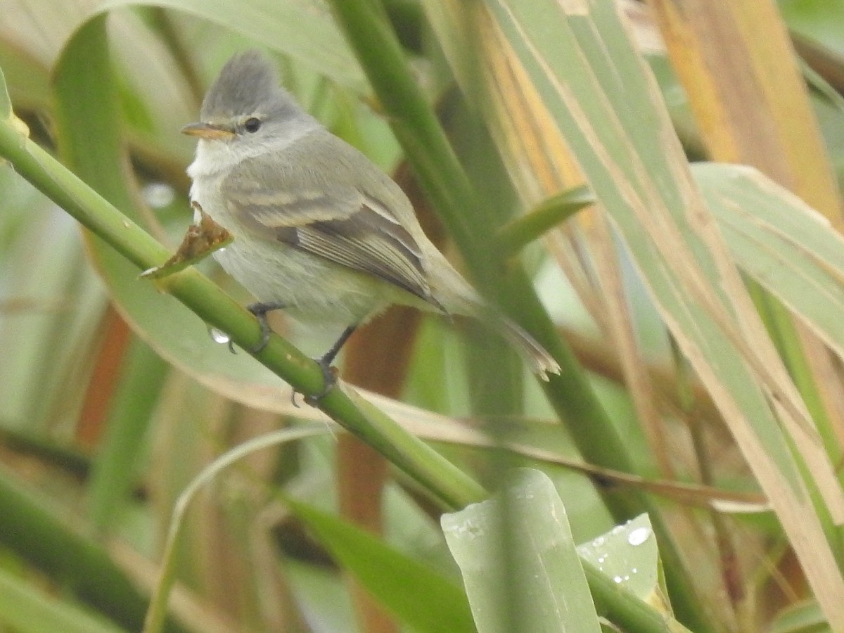 Southern Beardless-Tyrannulet - ML376739121