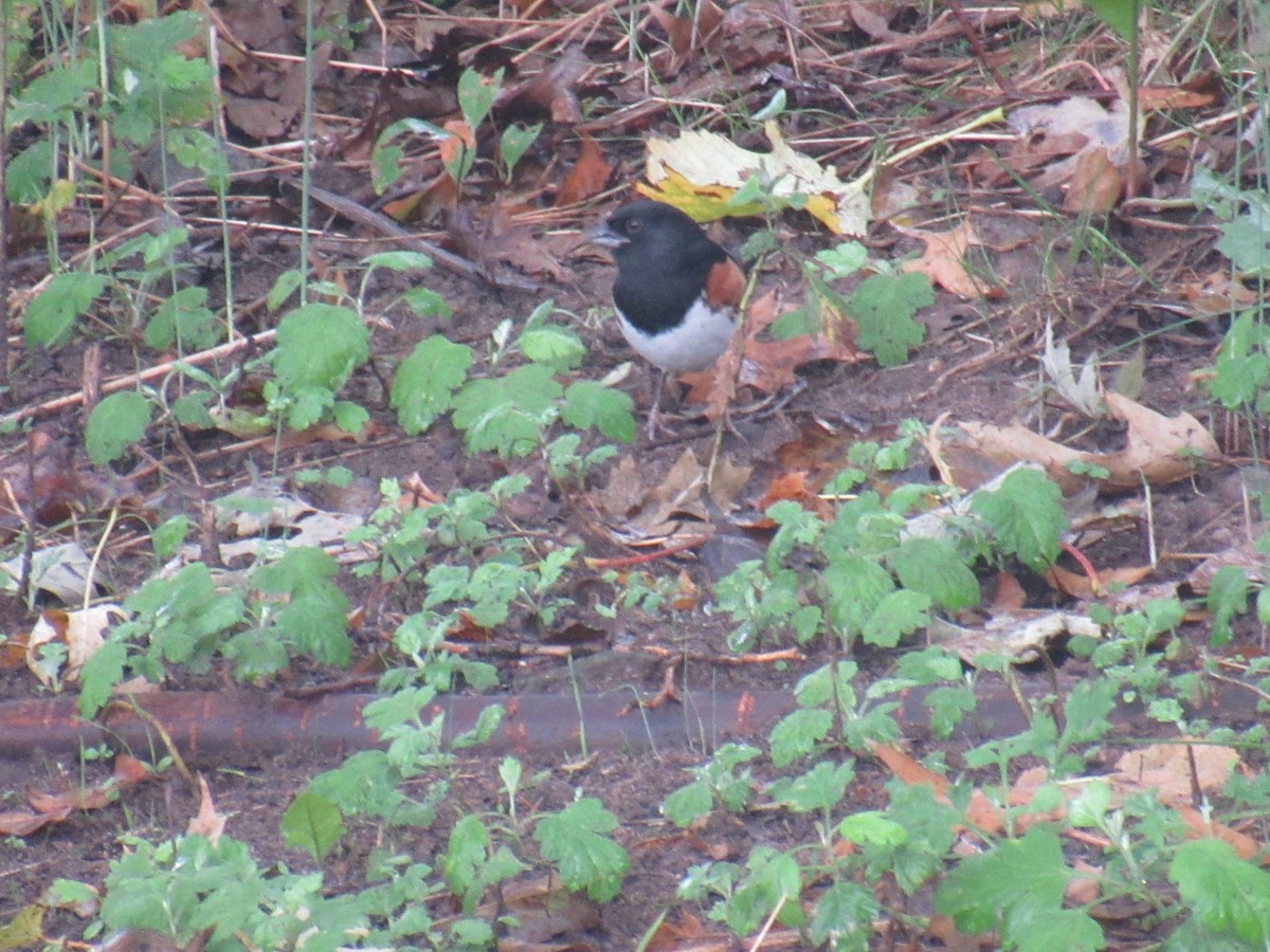 Eastern Towhee - ML376741671