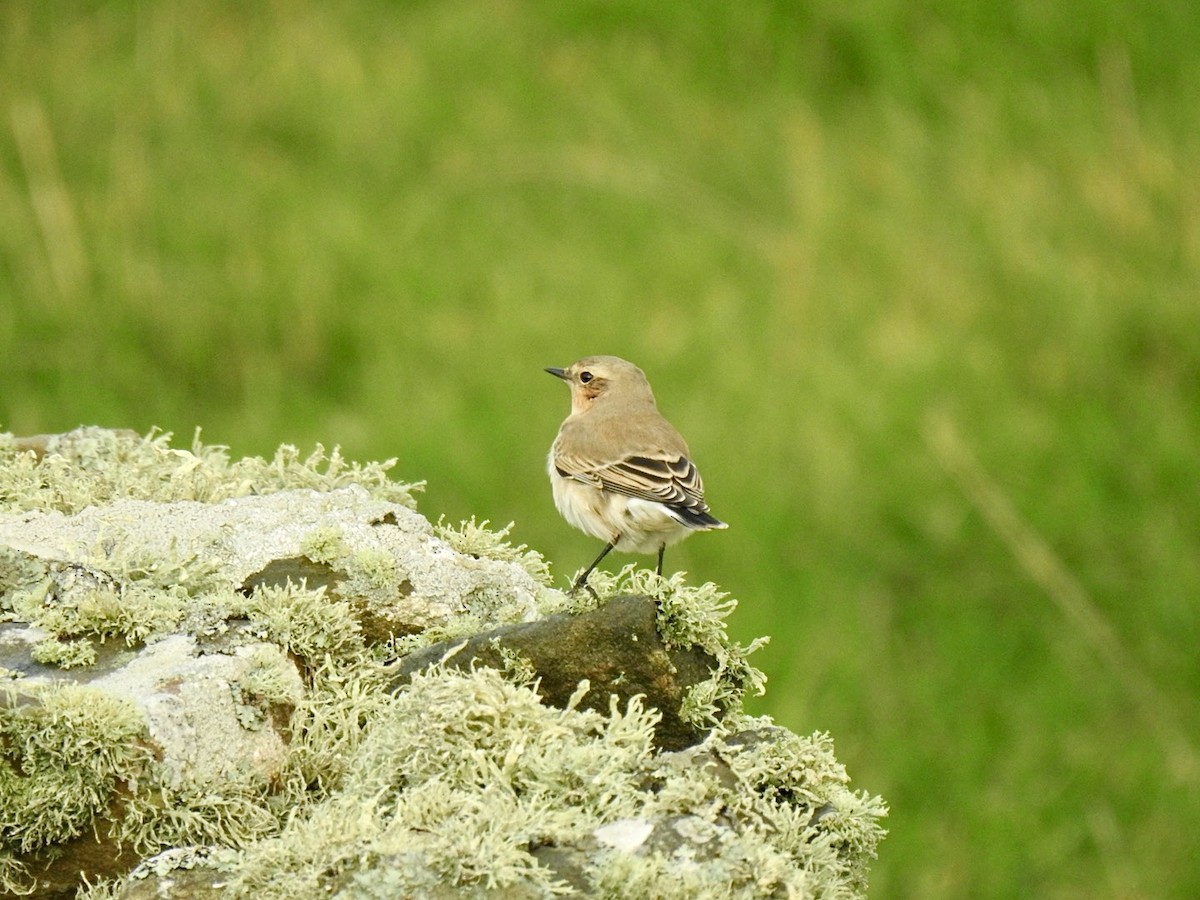 Northern Wheatear (Eurasian) - Stephen Bailey