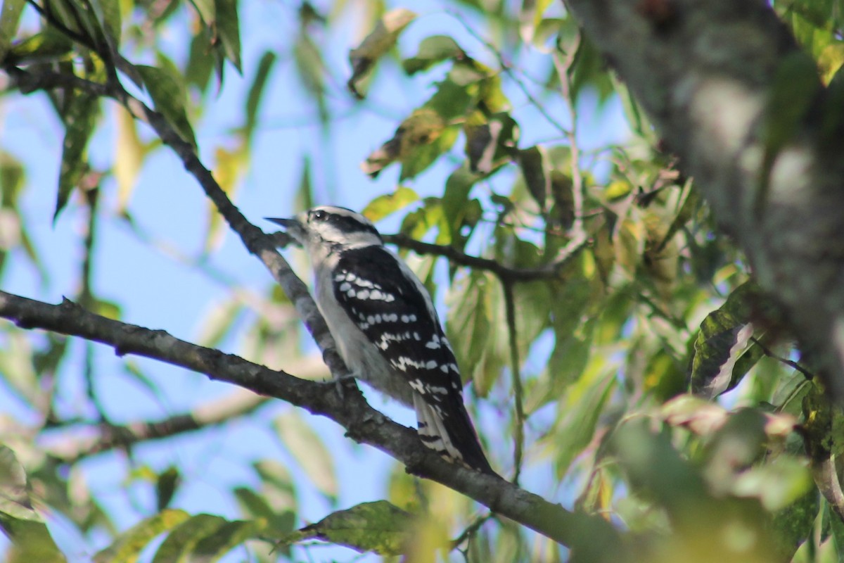 Downy Woodpecker - ML376742171