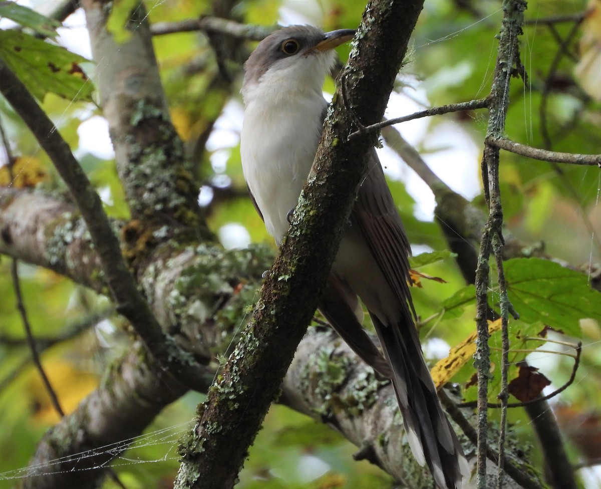 Yellow-billed Cuckoo - ML376743091