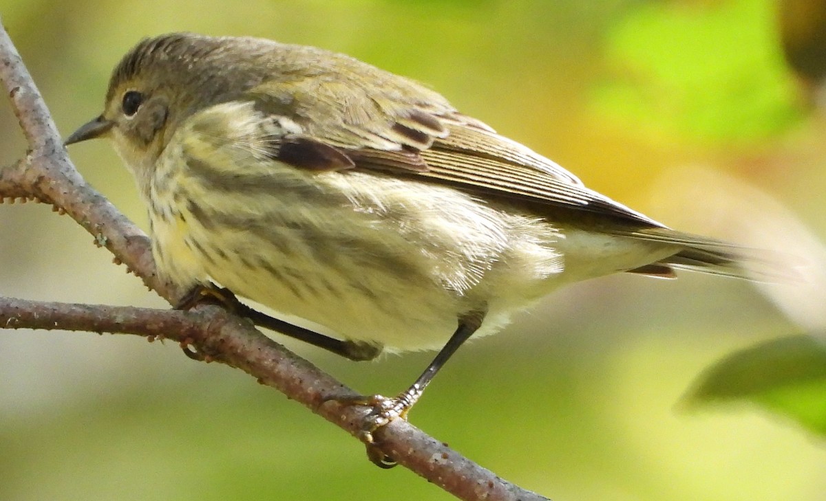 Cape May Warbler - Amy Boggan