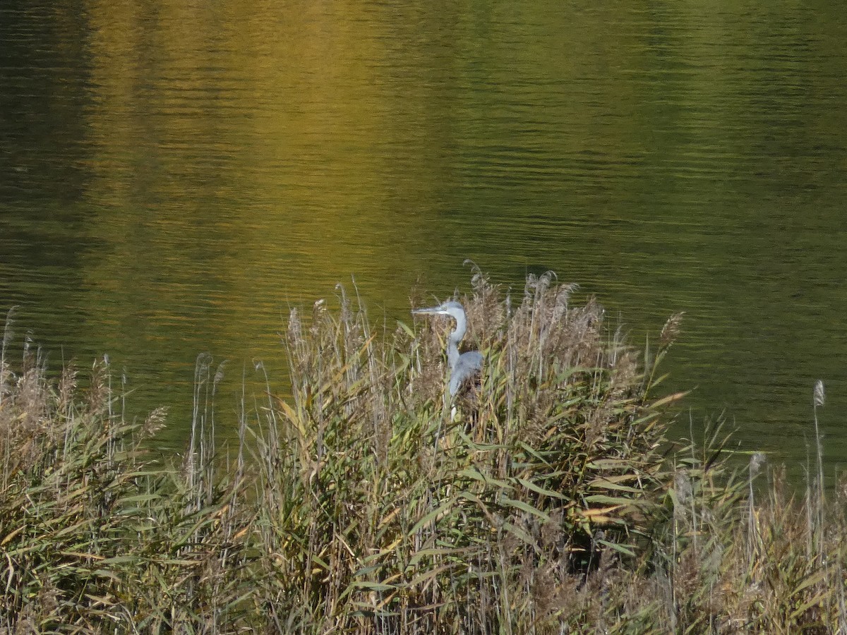 Gray Heron - ML376745851