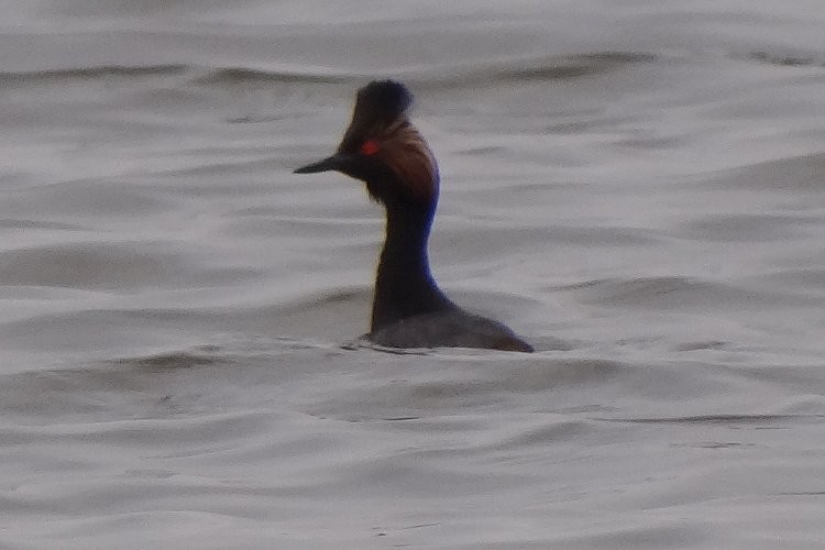 Eared Grebe - ML37674751