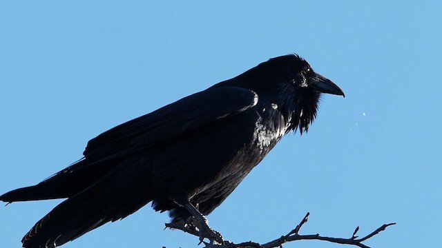 Common Raven - ML376747941