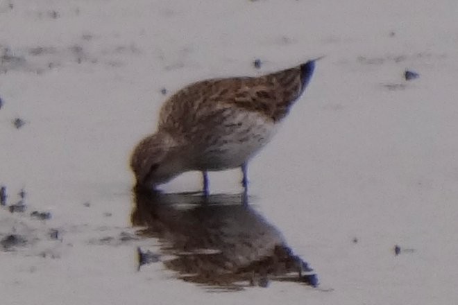 White-rumped Sandpiper - ML37674861