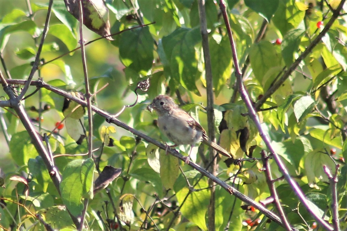 Field Sparrow - ML376749171
