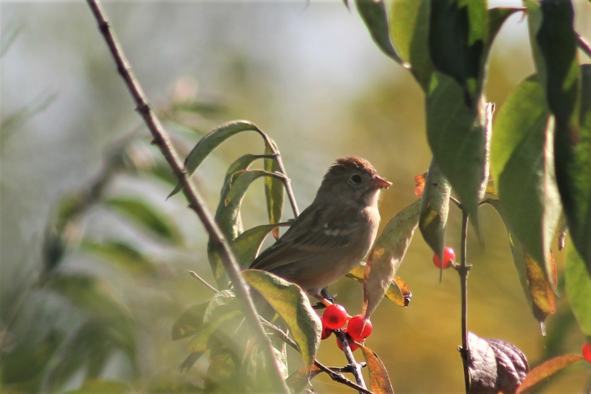 Field Sparrow - ML376749201