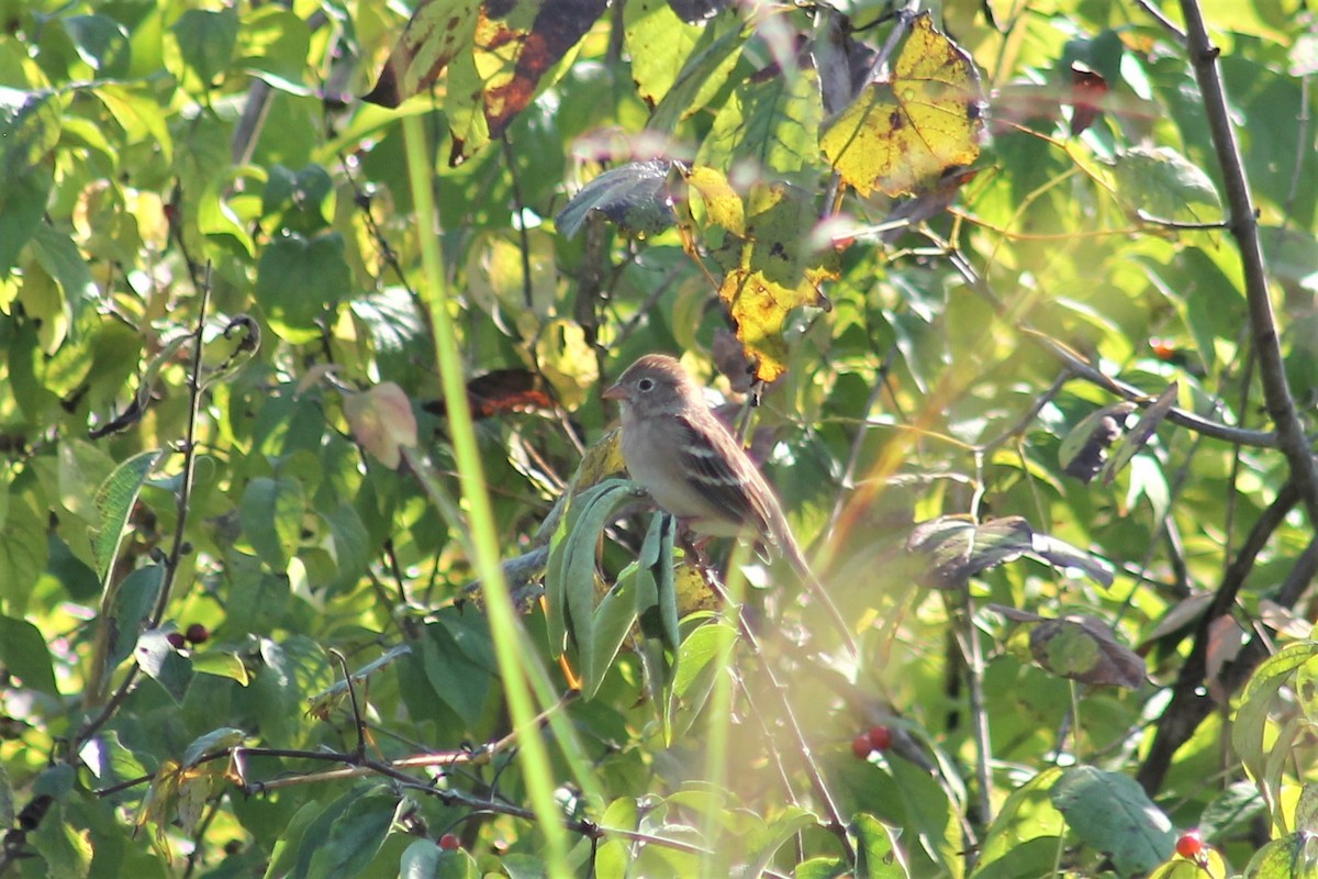 Field Sparrow - ML376749211